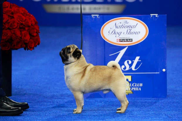 National Dog Show Presented by Purina - Season 23