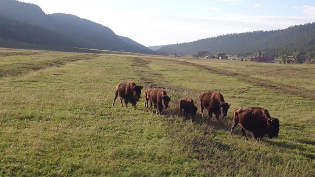 bison-on-ted-turner-property.jpg 