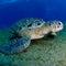 3 dead, dozens hospitalized after eating sea turtle stew