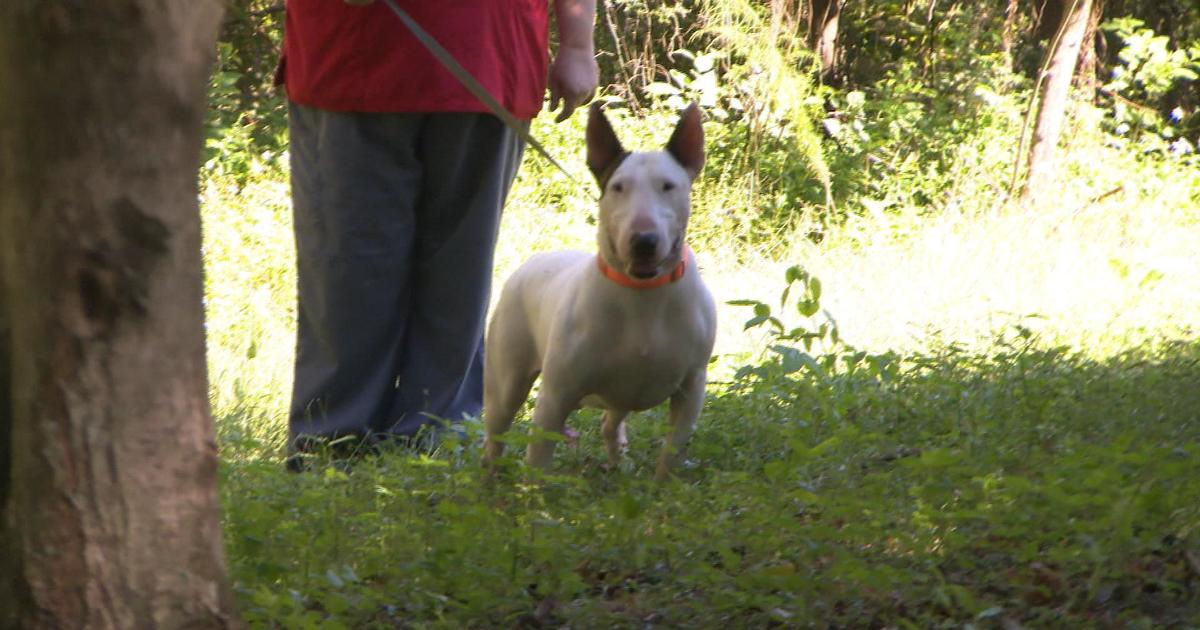 Hurricane survivor Trooper begins a new life with his forever family