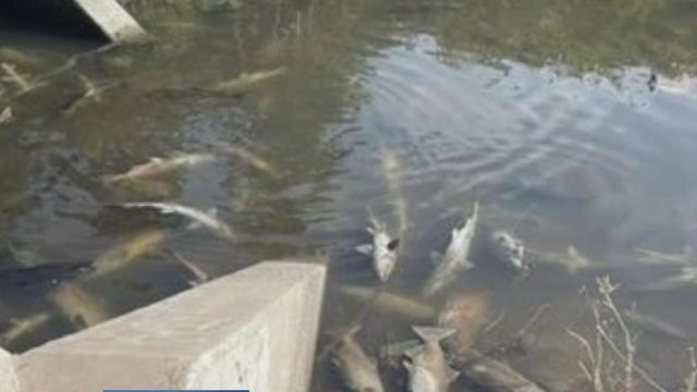 Salmon Dead in Stockton Slough 