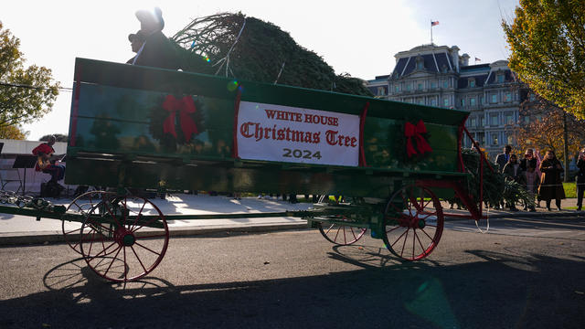 Jill Biden Receives White House Christmas Tree 