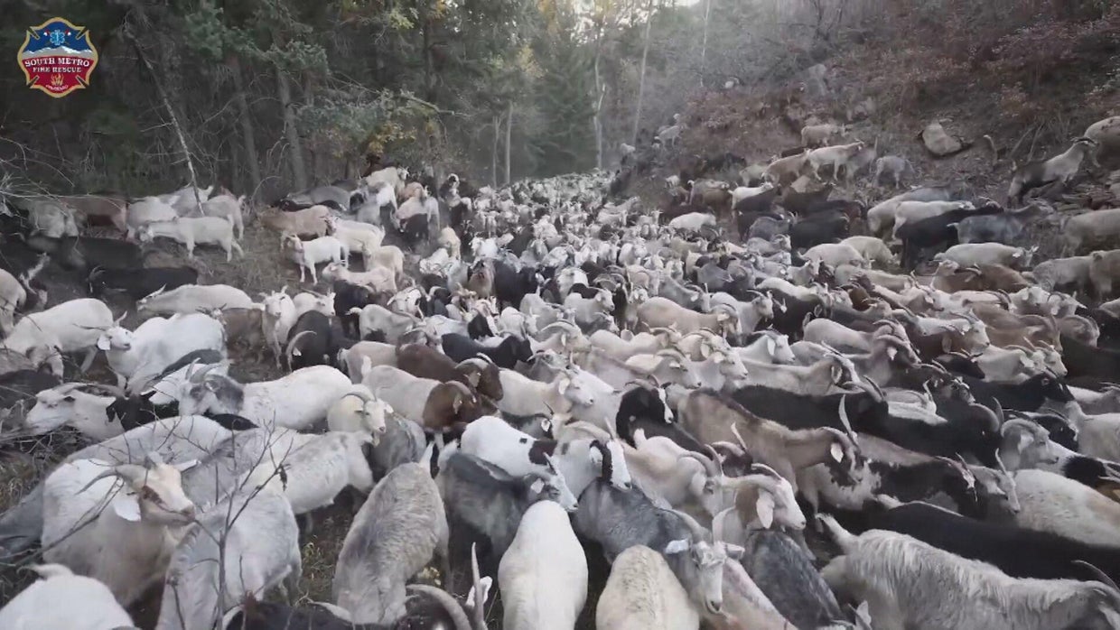 Goats hired to munch weeds, help reduce risk for wildfires in Colorado ...