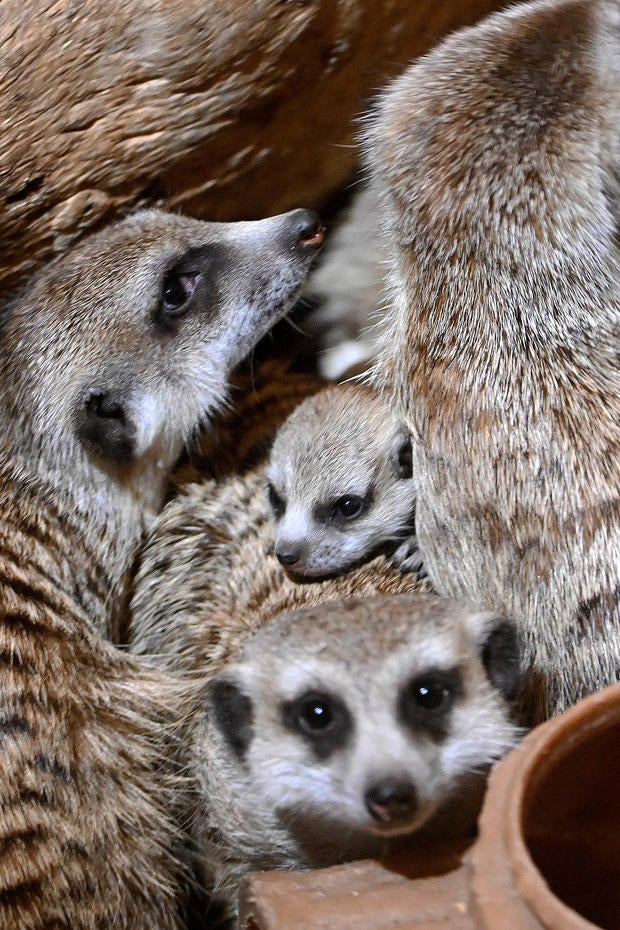 meerkat pup-peeks-out-at-brookfield-zoo-chicago-vertical.jpg 