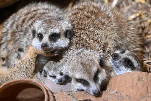 meerkat-pup-peeks-out-at-brookfield-zoo-chicago-horizontal.jpg 