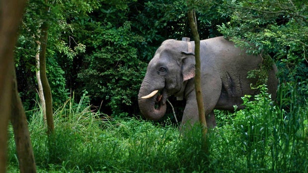 Elephant in Thailand