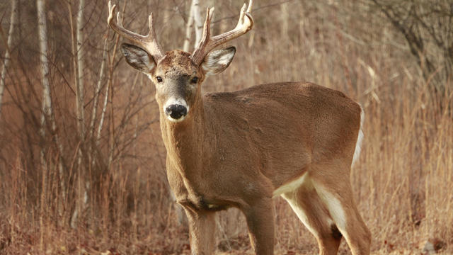 Big buck deer 