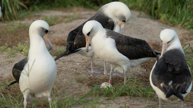 wisdom-albatross-oldest-bird-usfws.jpg 