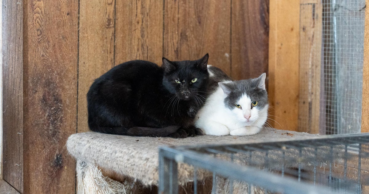 Los Angeles officials warn against raw pet food as H5N1 bird flu infection in cat confirmed Los Angeles officials warn against raw pet food as H5N1 bird flu infection in cat confirmed