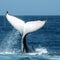 Humpback whale makes one of the longest migrations ever recorded