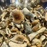 Potential legalization of psilocybin the subject of NYS Assembly hearing 