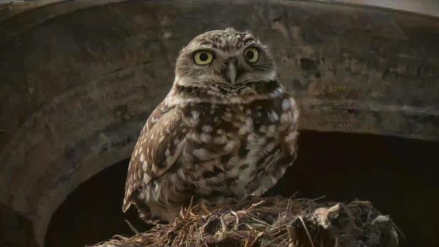 california-burrowing-owl.jpg 