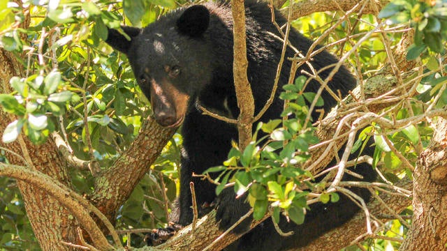 US-NEWS-FLA-BEAR-SHOOTING-LAW-OS 