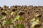 Climate UN Drought Talks 