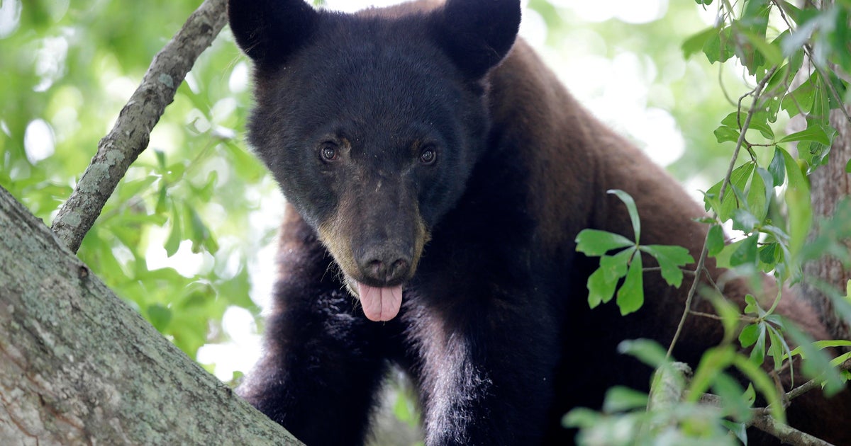 Multiple bear sightings reported in West Pottsgrove, Pennsylvania, officials say Multiple bear sightings reported in West Pottsgrove, Pennsylvania, officials say