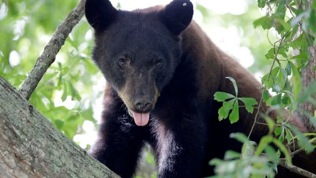 Louisiana Black Bears Hunting 