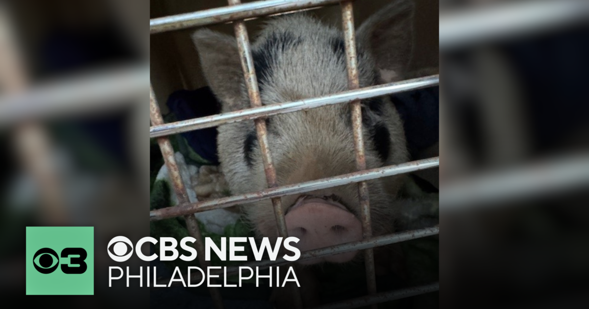 Porky, the runaway pig, finally captured after weeks of evading Bucks County police