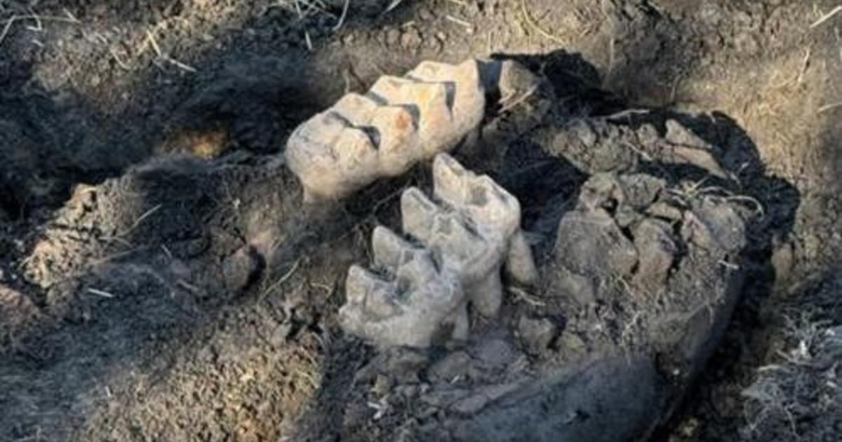 Jaw-Dropping Discovery! Complete Mastodon Jaw Unearthed in NY Backyard!