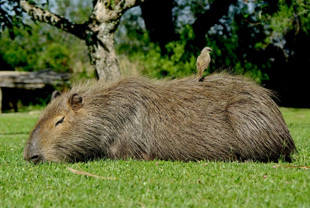 Close-up of a Capybara with a bird on its back.
