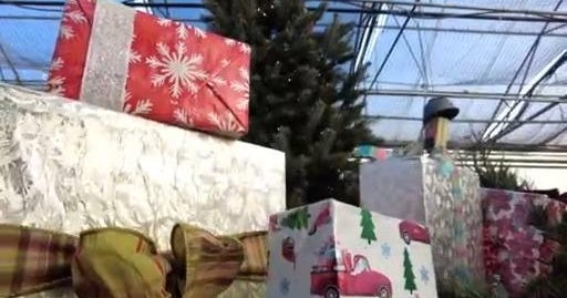 Colorado business is once again prepping for their annual Christmas tree giveaway