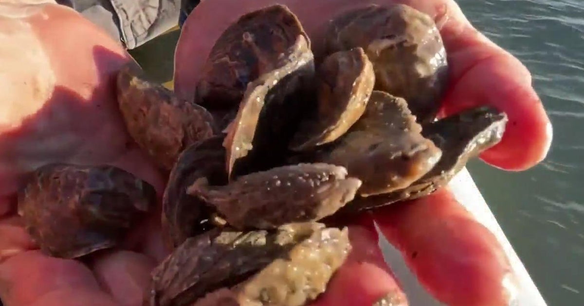 The truth around eating oysters in months with an r .. The Answer