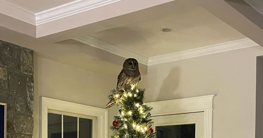An owl came down a familys chimney and perched on their Christmas tree See the video  CBS News An owl came down a familys chimney and perched on their Christmas tree See the video  CBS News