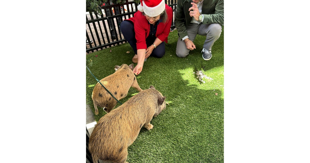 Baby pigs get Christmas pardon from Miami-Dade Mayor Levine Cava in Cuban twist on White House turkey tradition Baby pigs get Christmas pardon from Miami-Dade Mayor Levine Cava in Cuban twist on White House turkey tradition