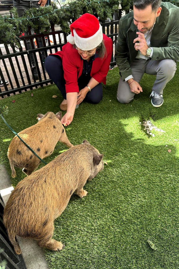 Miami Pig Pardons 