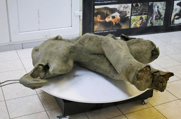 Remains of a well-preserved baby mammoth discovered in Siberian permafrost