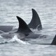 Orcas attack 2 sailboats off Portuguese coast, prompting rescue 