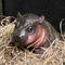 A hippopotamus for Christmas: Baby pygmy hippo born at Virginia zoo