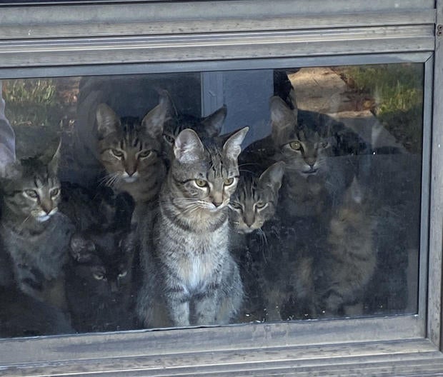 cats-in-window.jpg 