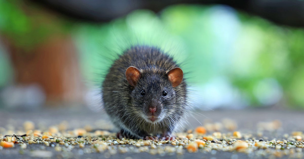 Towson rat problem addressed by Baltimore County officials after WJZ report 