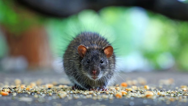 rats.png 