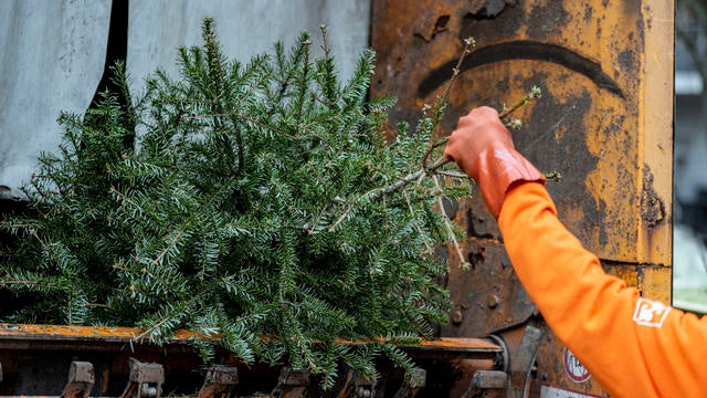 BSR collects discarded Christmas trees 