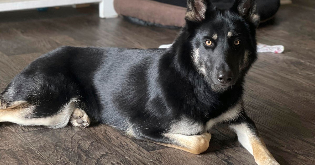 Missing dog returns to family home in Florida, rings doorbell Missing dog returns to family home in Florida, rings doorbell