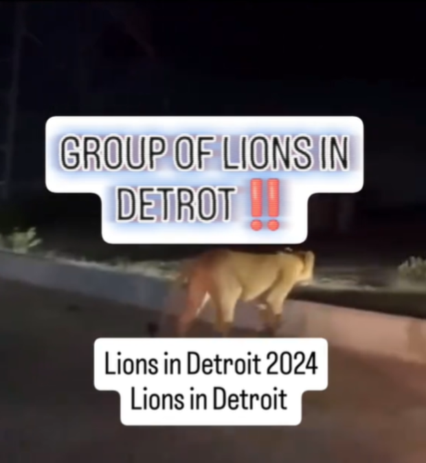 Experts debunk viral video claiming lions loose in Detroit 