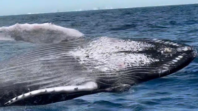 songs-of-the-humpback-whale-album.jpg 