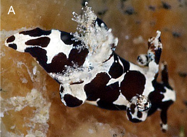 trapania-franae-captura de tela-2024-11-16-at-8-51-47-am.png