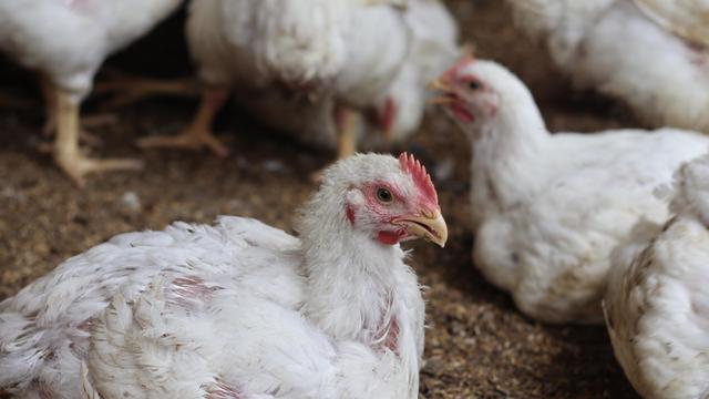 Broiler Chicken Farm 