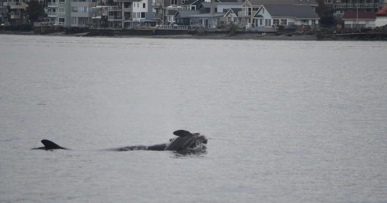 A grieving orca carried her dead calf for 17 days in 2018 Now shes again carrying the body of her latest child  CBS News A grieving orca carried her dead calf for 17 days in 2018 Now shes again carrying the body of her latest child  CBS News