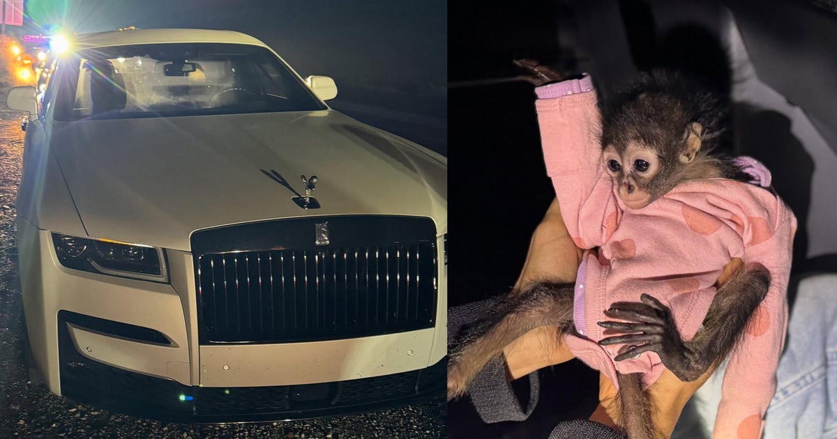 Baby Spider Monkey Found in Speeding Rolls-Royce