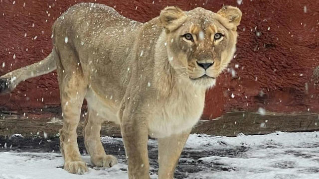 lion-snow.jpg 