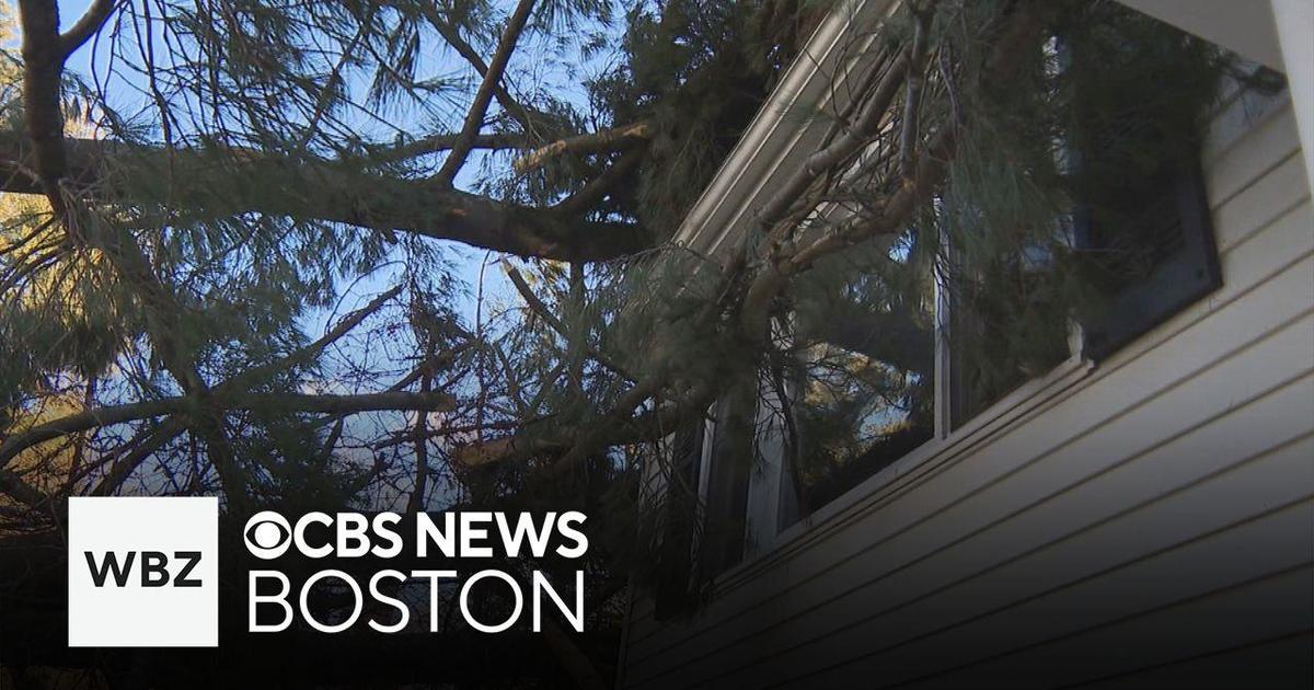 Strong winds knock down trees across Massachusetts