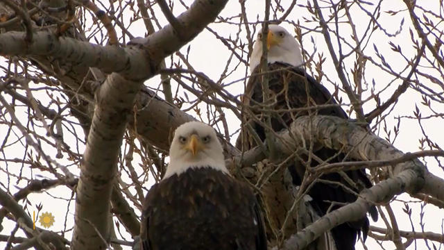 nature-eagles-1920.jpg 