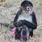 Deputies responding to "bananas situation" find monkey in a pink tutu