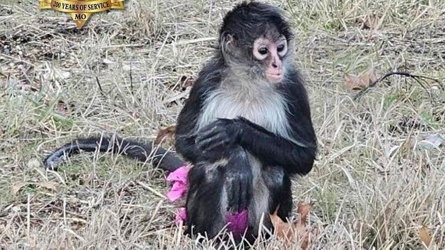 CORRECTION Escaped Monkey 