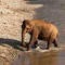 Tourist killed by elephant while she was bathing animal at sanctuary