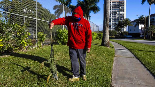 Cold-Stunned-Iguanas.jpg 