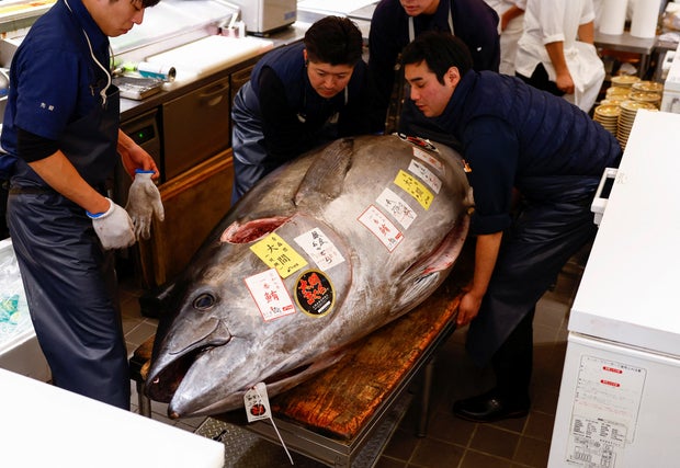 A 276-kilogram bluefin tuna is carried into a sushi restaurant after the first tuna auction of the New Year at a sushi restaurant in Tokyo